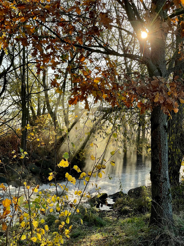 Licht zwischen Bäumen